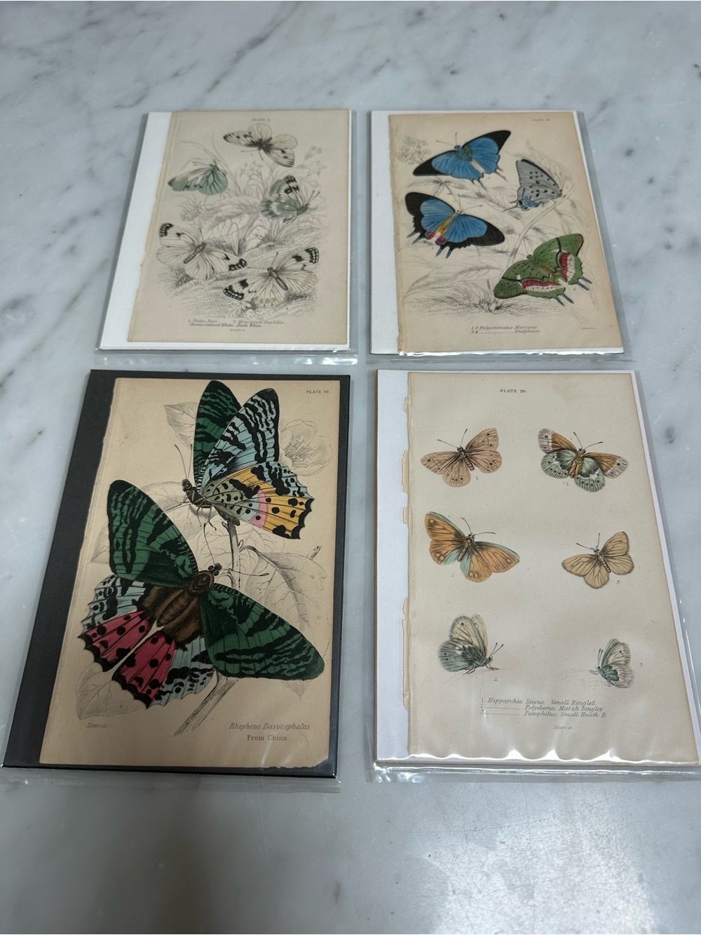 1800s William Jardine The Naturalist Library Rare Butterfly Chromolithographs